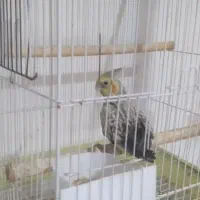 معاوضه جفت عروس و جوجه با جوجه گرینچیک