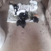 خرگوش وجوجه خرگوش