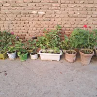 گلهای شمعدانی