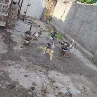 قوغاز و غاز محلی نژاد دار