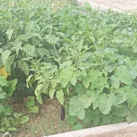 بامیه و بادمجان