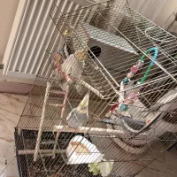عروس هلندی نرو ماده