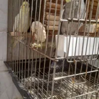 عروس هلندی