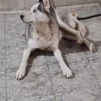 واگذاری معاوضه