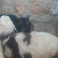 سلام یک راس بره ماده چاق
