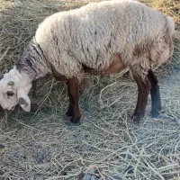 بره نر