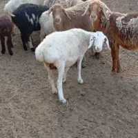 بز چاق