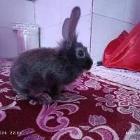 خرگوش جوان