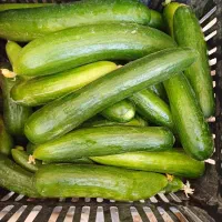 خیار سالادی تازه