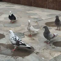 غریب گیری از بلندی