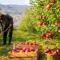 باغ بانی و کشاورزی