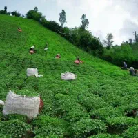 استخدام 6نفر کارگر ساده برای چایی چینی درترکیه