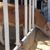 2راس گوساله سیمینتال