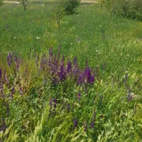 فروش یونجه و گیاه پالکانلو سفلی