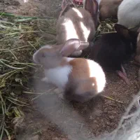 درانواع رنگها