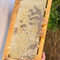 پخش عمده عسل طبیعی اردبیل، از طبیعت هیر