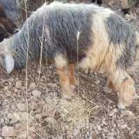 بره گوشتی چاق سر حال
