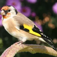 انواع سره جوجه سیره سهره
