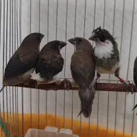 فنچ بنگالی پرستار