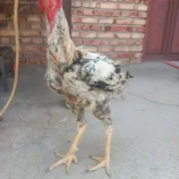خروس لاری اصل مهر