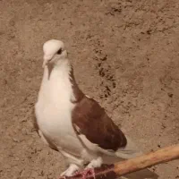 پرشی|پرنده|مشگین شهر, |دیوار