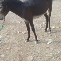 الاغ نر برای فروش مخصوص گله