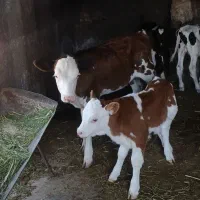 ۳ راس گوساله سیمینتال