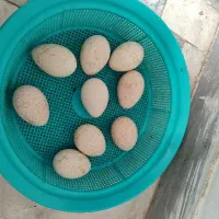 تخم بوقلمون