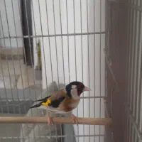 سهره نر جوجه قفس مست جفتی آماده ۴ساله باقفس سایز 4