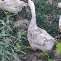 تخم قوغاز