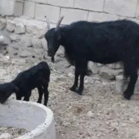 بز زاییده