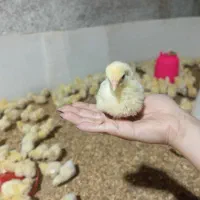 جوجه مرغ گوشتی نژاد راس