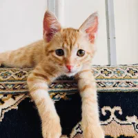 واگذاری گربه ۲ ماهه