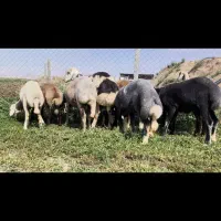 بره ماده پلنگی