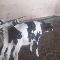 گوساله نر و ماده از شیر رفته