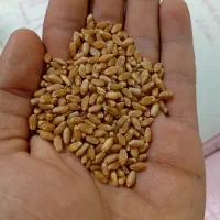 گندم کیلوی ۵۰ درجه یک امسال