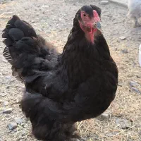 مرغ و خروس برهما بلک