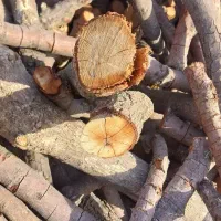 چوب|خدمات باغبانی و درختکاری|لنجان, |دیوار