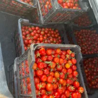 فروش گوجه ریز گیلاسی تازه درجه یک لوکس