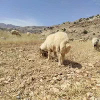 قوچ یا ورن