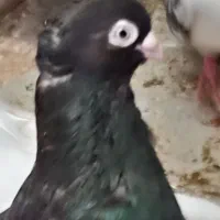 ماده صرب اصیل