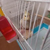 عروس هلندی