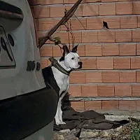 پیتبول داگو