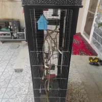 قفس جای تمام پرندگان