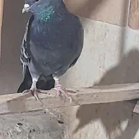 کبوتر فروشی