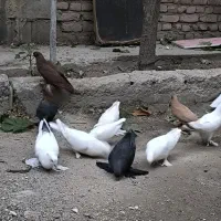 کبوتر