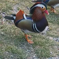 جوجه ماندارین و بلک