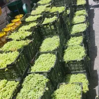 غوره فخری ابغوره
