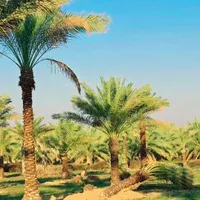 بانک ژنتیک نخل ایران تنهامرجع رسمی|خدمات باغبانی و درختکاری|تهران, مشیریه|دیوار