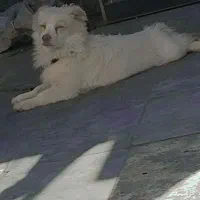کوی مدرس خیابان مروانی
